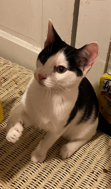 Cory, a Adopted Domestic Short Hair in Manhattan , KS image 4/5