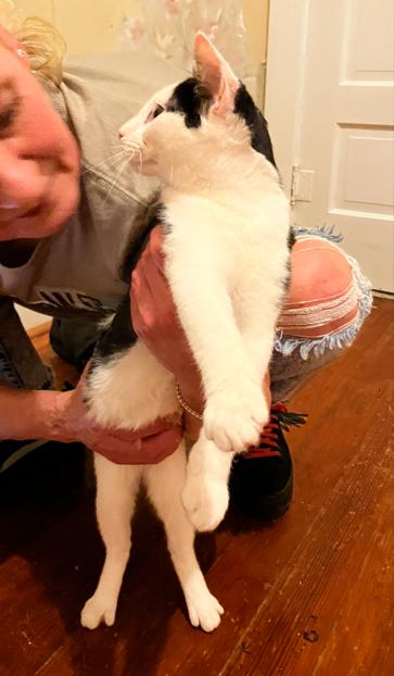 Cory, a Adopted Domestic Short Hair in Manhattan , KS image 5/5