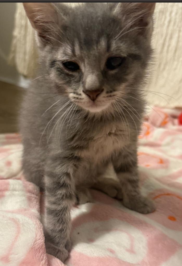 Enlarge Sprout, a Adoptable mixed breed in Evans, GA image 1/2