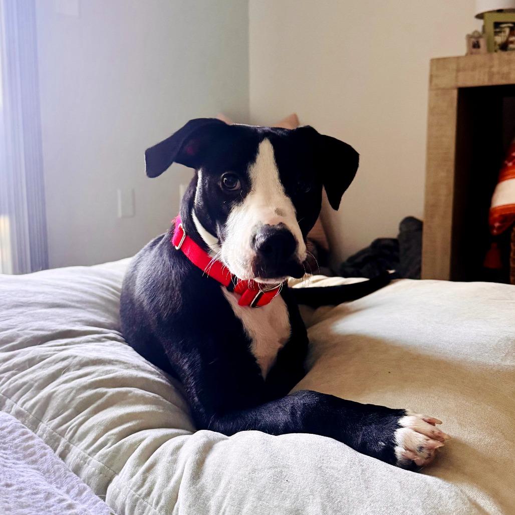 Enlarge Ava, a Adoptable Mixed Breed in Jacksonville Beach, FL image 1/2
