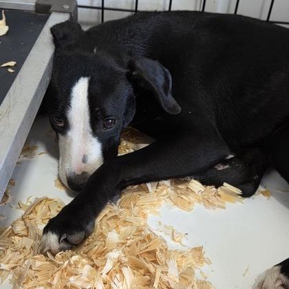 Enlarge Ava, a Adoptable Mixed Breed in Jacksonville Beach, FL image 2/2