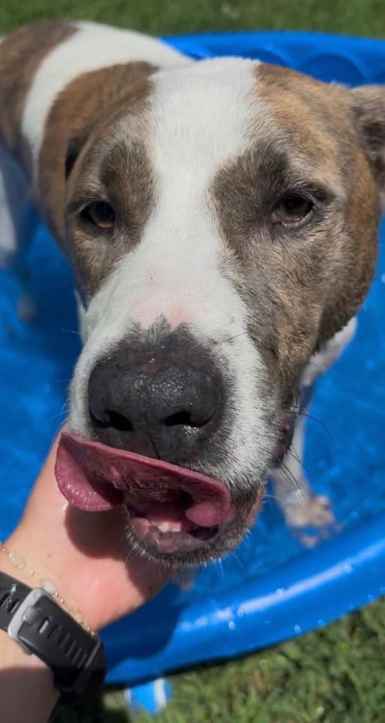 Bibby, a Adoptable mixed breed in Fort Mill, SC image 3/6
