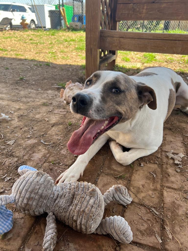Enlarge Bibby, a Adoptable mixed breed in Fort Mill, SC image 6/6