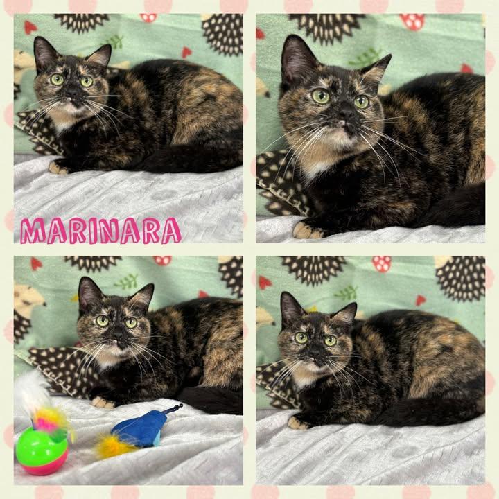 Enlarge Marinara, a Adoptable mixed breed in Huntington, WV image 1/1