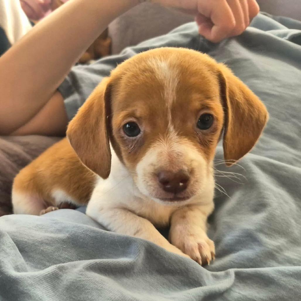 Boots Montgomery, Adoptable, Puppy Male Dachshund.