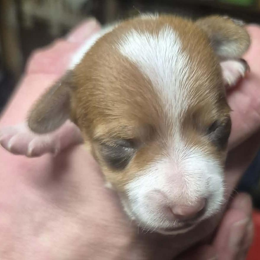 Enlarge Boots Montgomery, a Adoptable Dachshund in West Richland, WA image 2/6