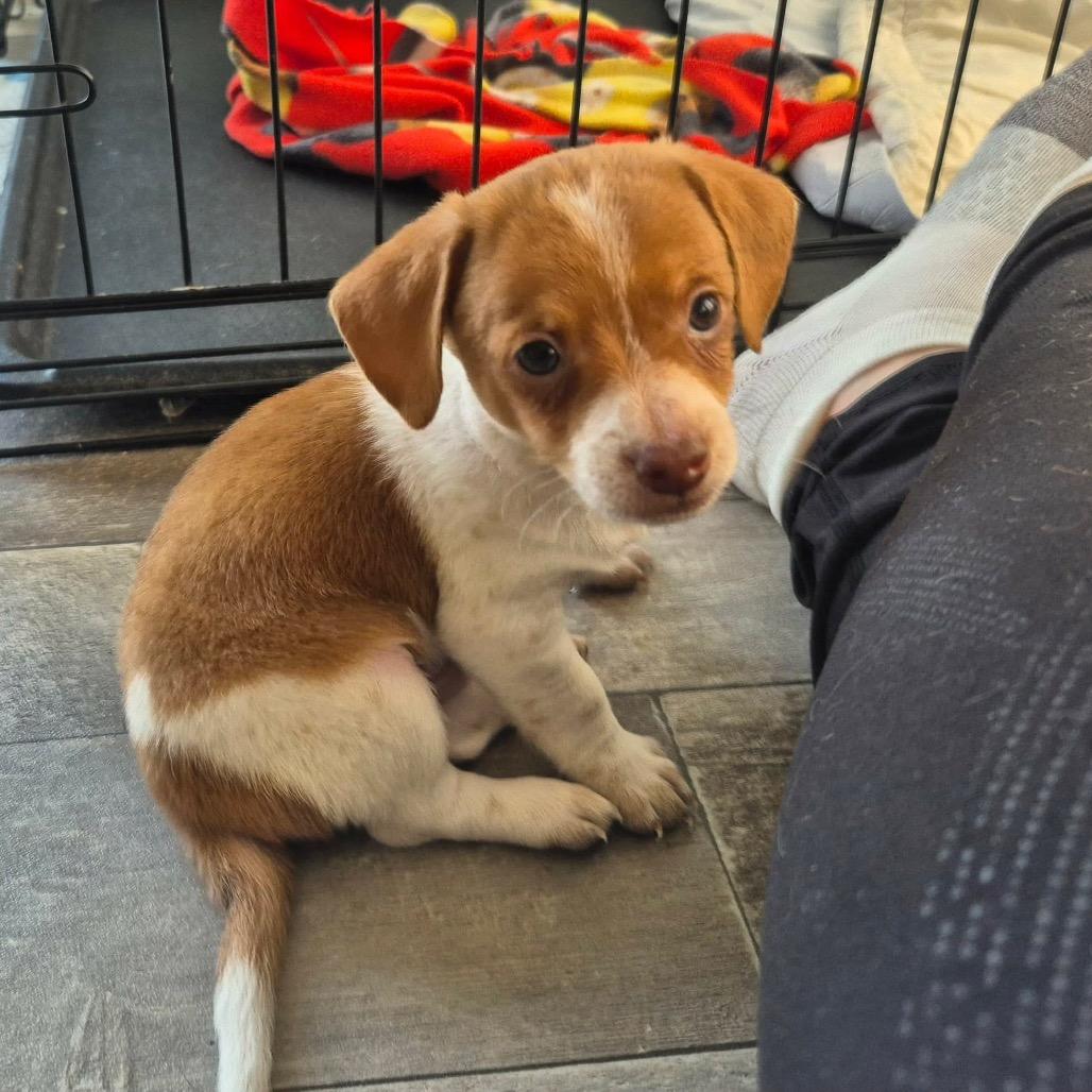 Enlarge Boots Montgomery, a Adoptable Dachshund in West Richland, WA image 3/6