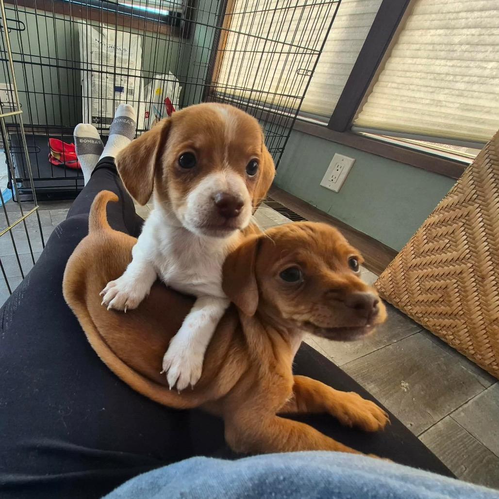 Enlarge Boots Montgomery, a Adoptable Dachshund in West Richland, WA image 4/6