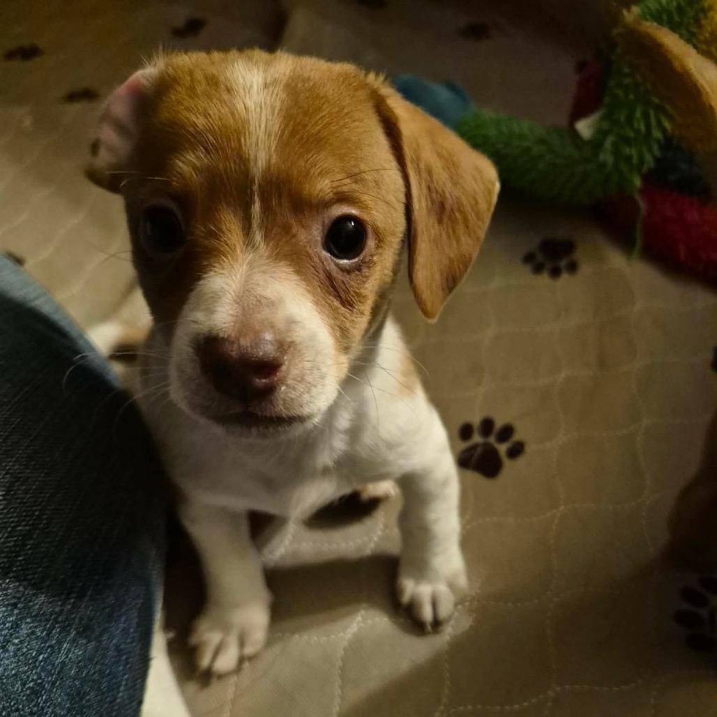 Enlarge Boots Montgomery, a Adoptable Dachshund in West Richland, WA image 6/6