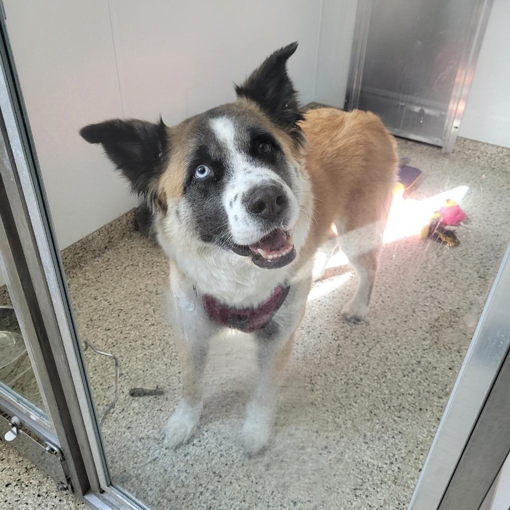 Enlarge Kona, a Adoptable mixed breed in Grand Rapids, MN image 1/1