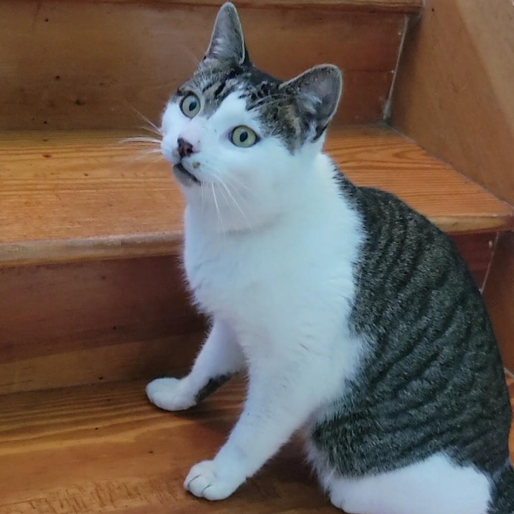 Thorne, a Adoptable Domestic Short Hair in Brimfield, MA image 1/6