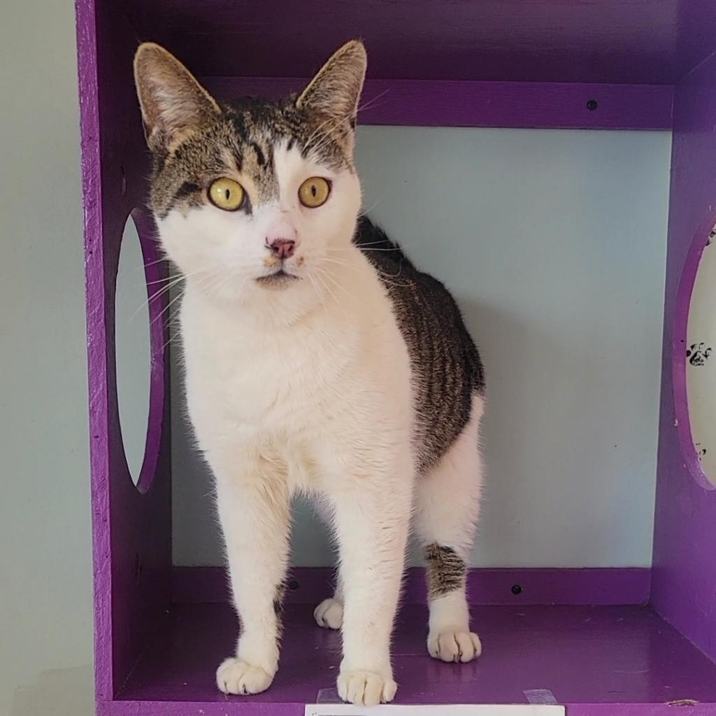 Thorne, a Adoptable Domestic Short Hair in Brimfield, MA image 2/6
