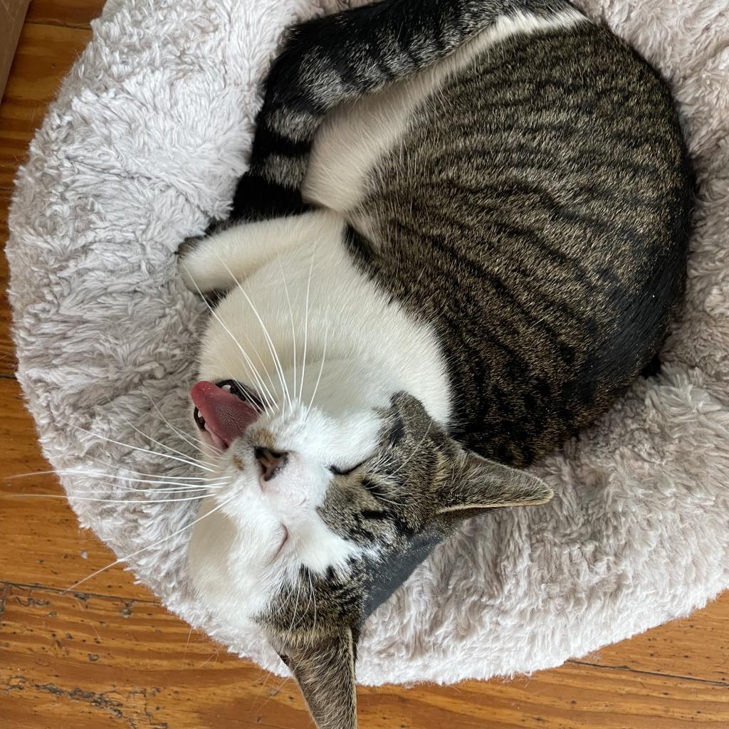 Thorne, a Adoptable Domestic Short Hair in Brimfield, MA image 3/6