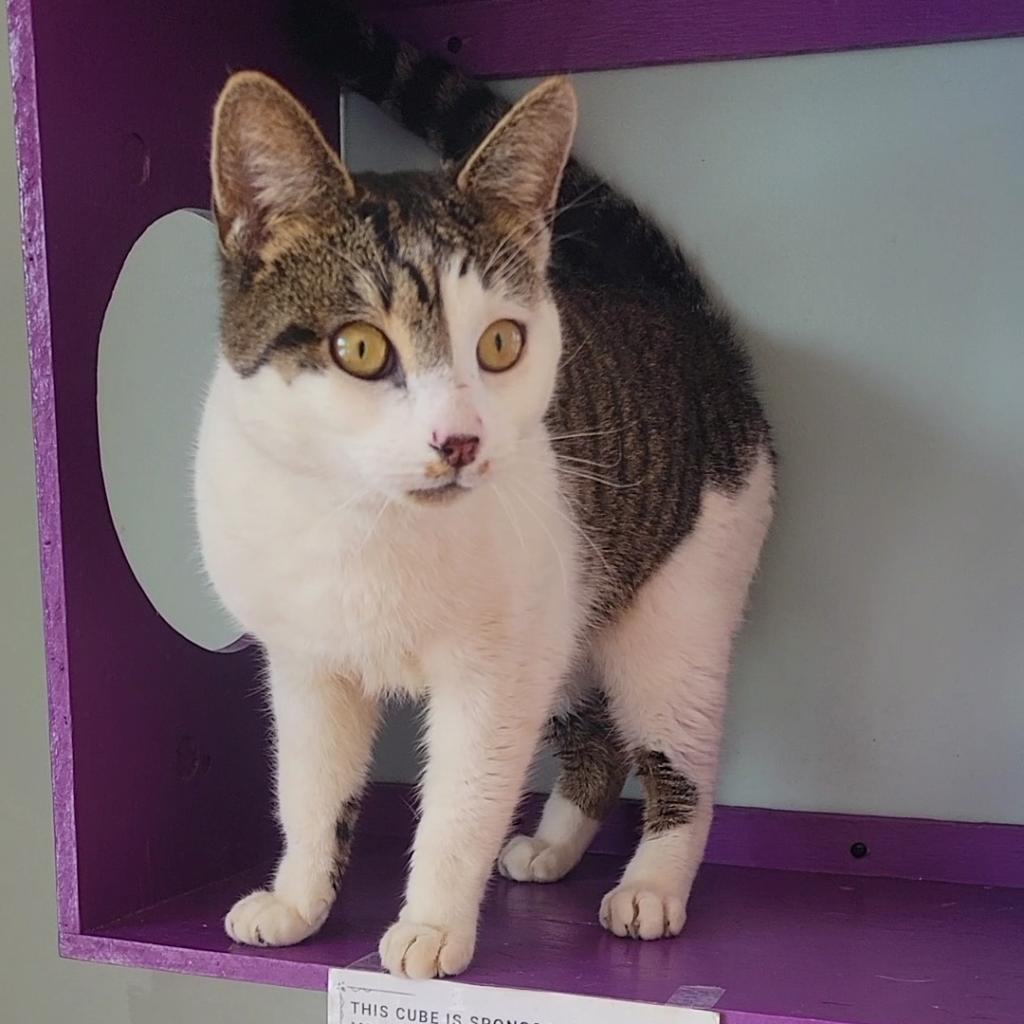 Thorne, a Adoptable Domestic Short Hair in Brimfield, MA image 4/6