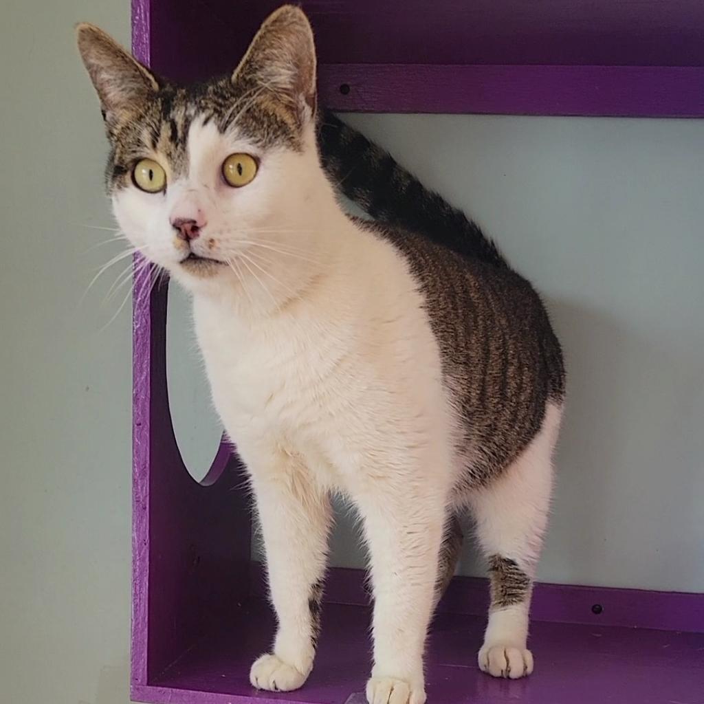 Thorne, a Adoptable Domestic Short Hair in Brimfield, MA image 5/6
