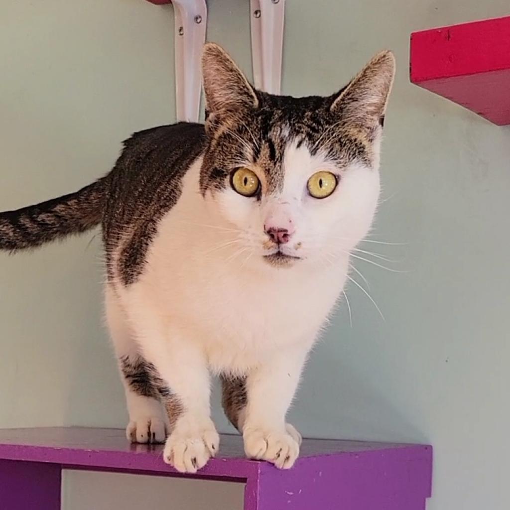 Thorne, a Adoptable Domestic Short Hair in Brimfield, MA image 6/6