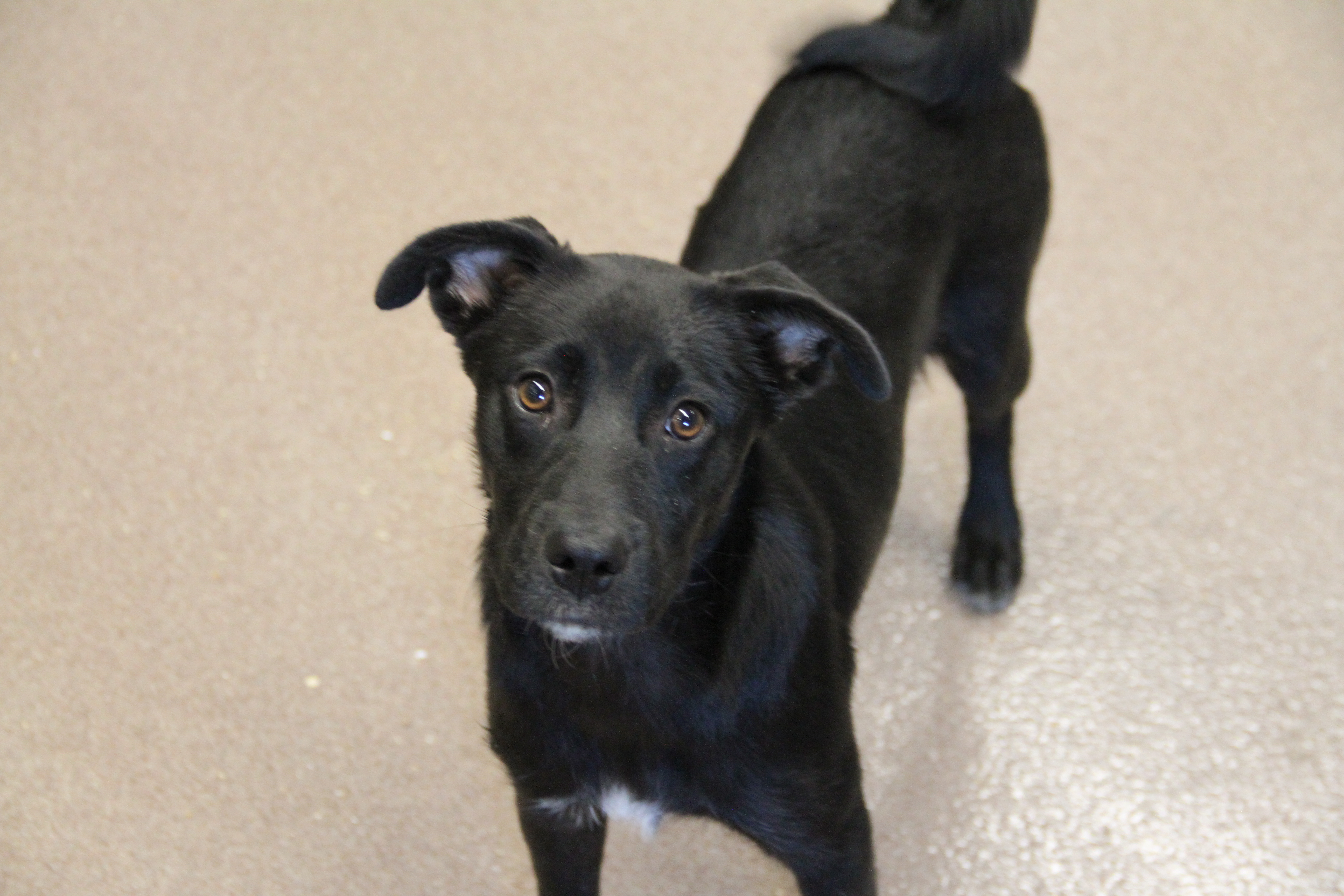 Scarlett, an adopted Labrador Retriever in Flower Mound, TX_image-1