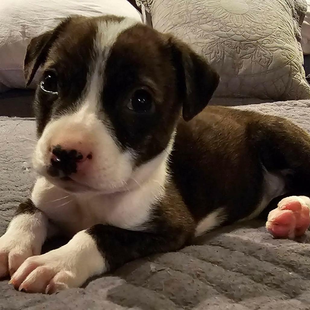 Kettle, Adoptable, Puppy Female Pit Bull Terrier & Rottweiler.