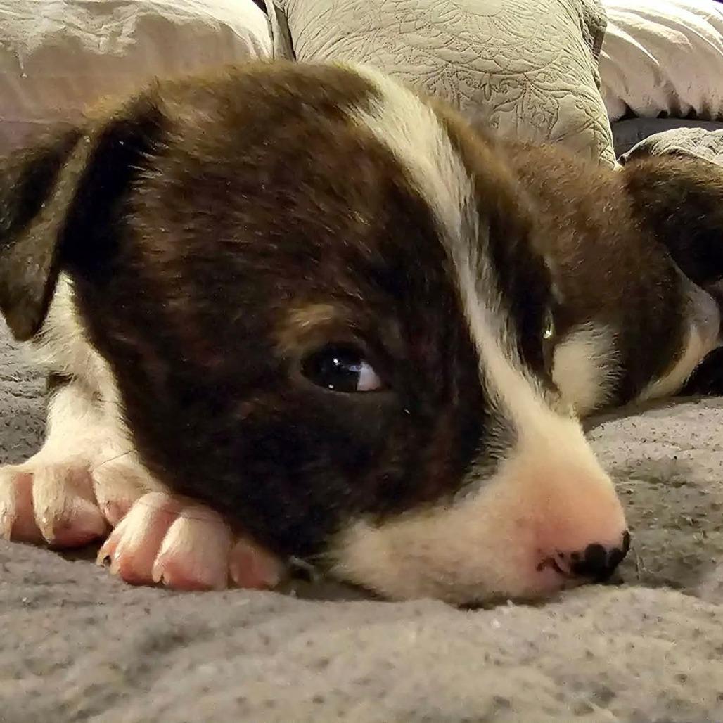 Enlarge Kettle, a Adoptable mixed breed in Jackson, MO image 2/6