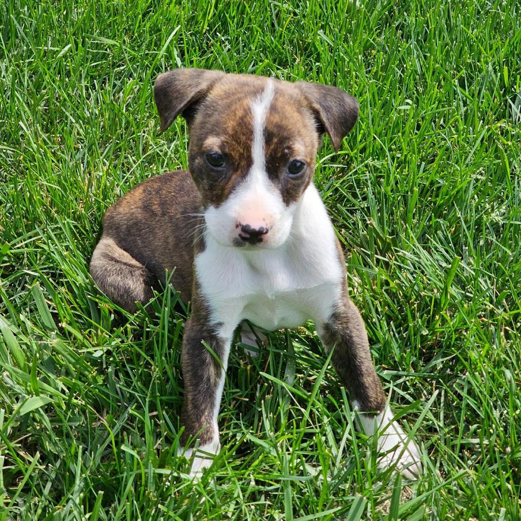 Kettle, Adoptable, Puppy Female Pit Bull Terrier & Rottweiler.