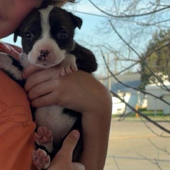 Enlarge Kettle, a Adoptable mixed breed in Jackson, MO image 3/6
