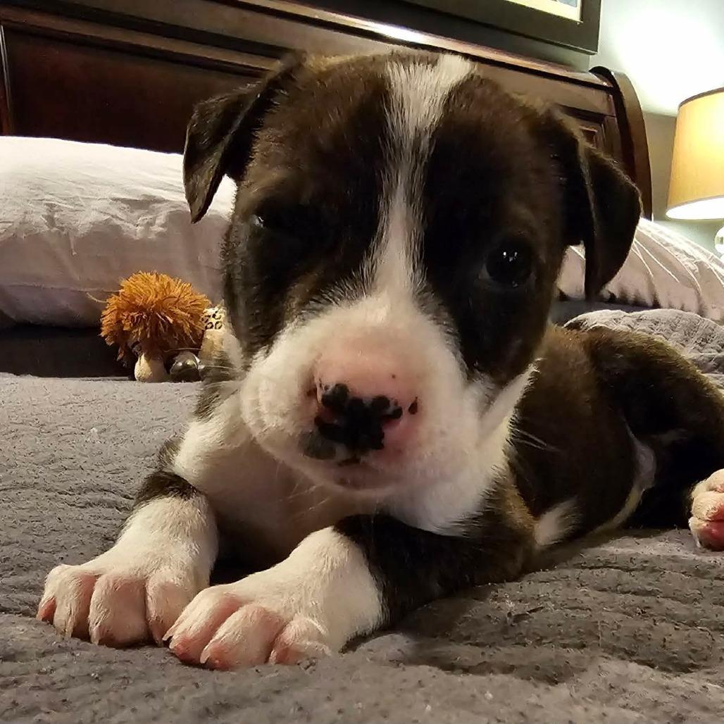 Enlarge Kettle, a Adoptable mixed breed in Jackson, MO image 4/6
