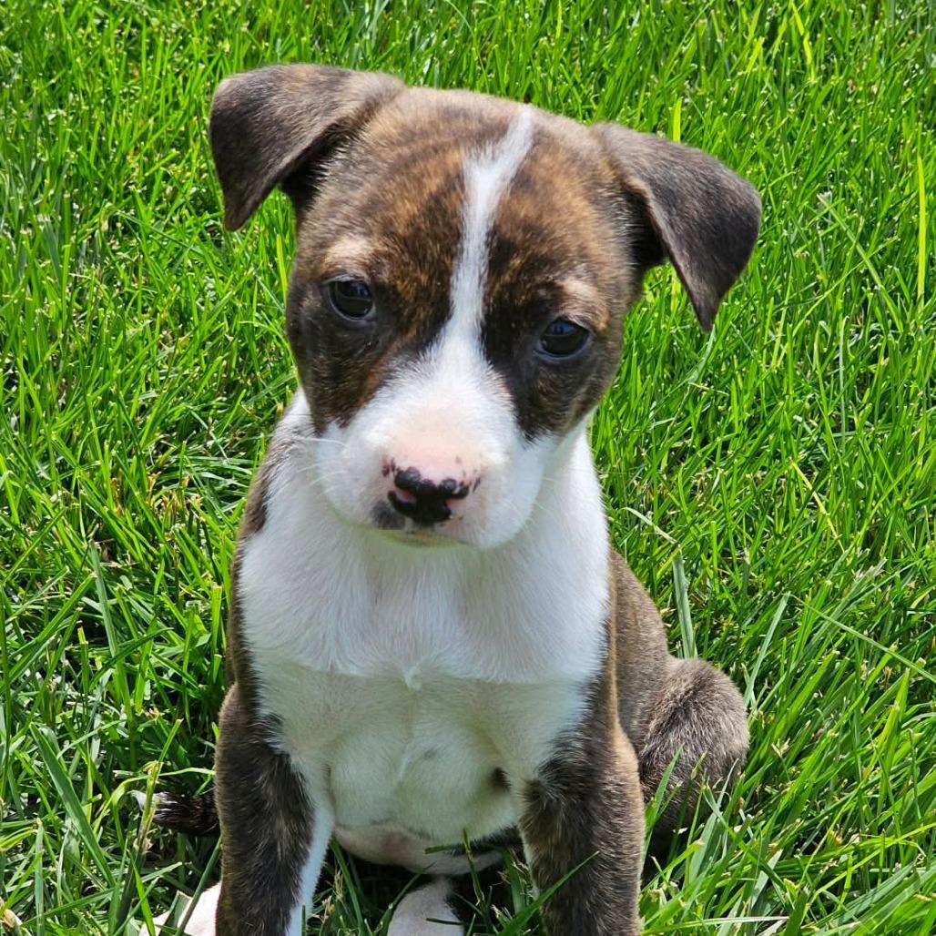 Enlarge Kettle, a Adoptable mixed breed in Jackson, MO image 4/6