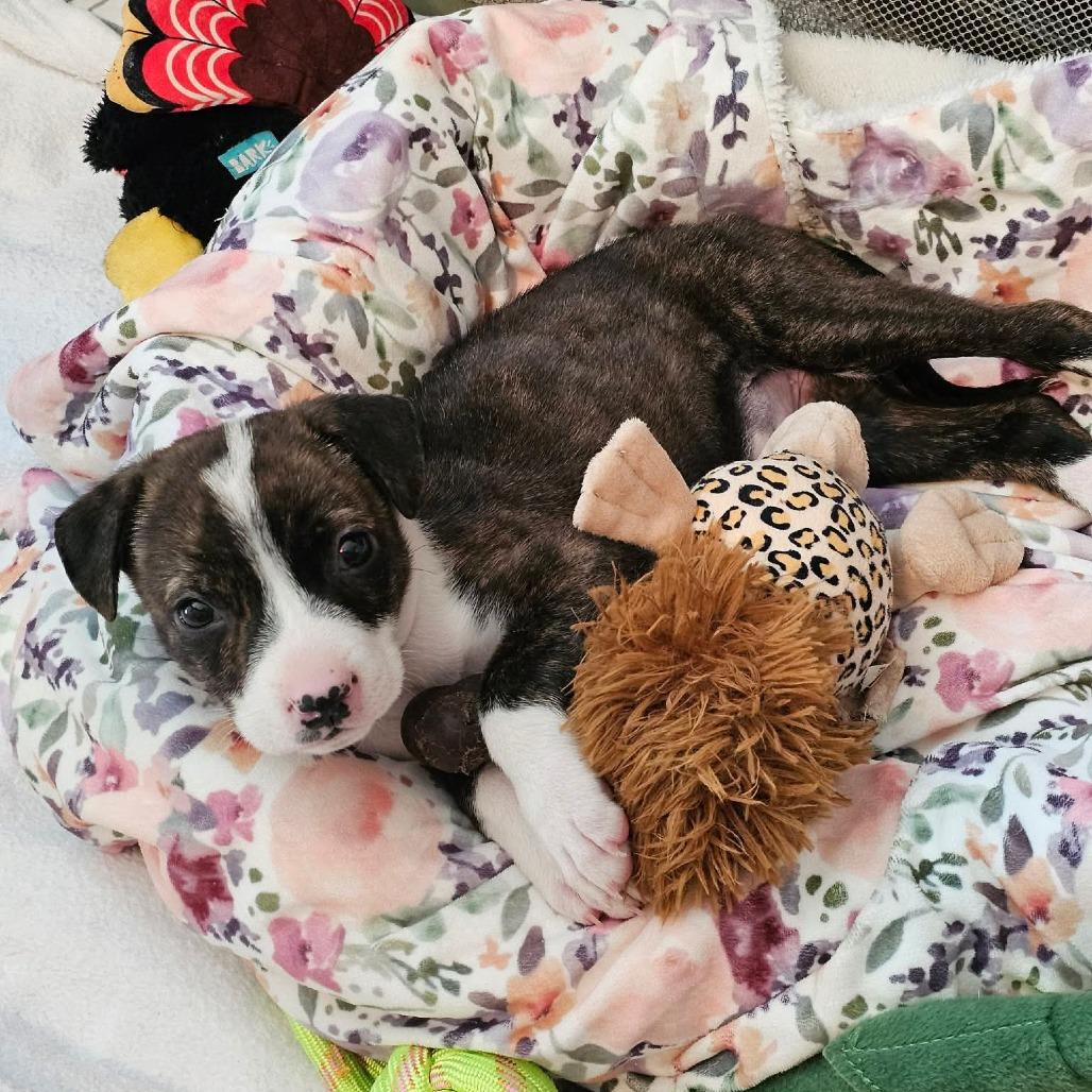 Enlarge Kettle, a Adoptable mixed breed in Jackson, MO image 5/6