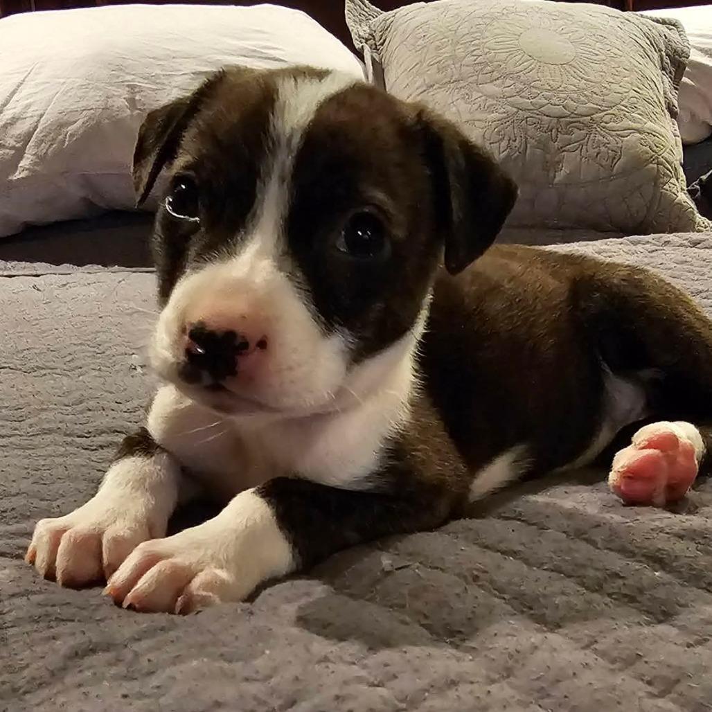 Enlarge Kettle, a Adoptable mixed breed in Jackson, MO image 6/6