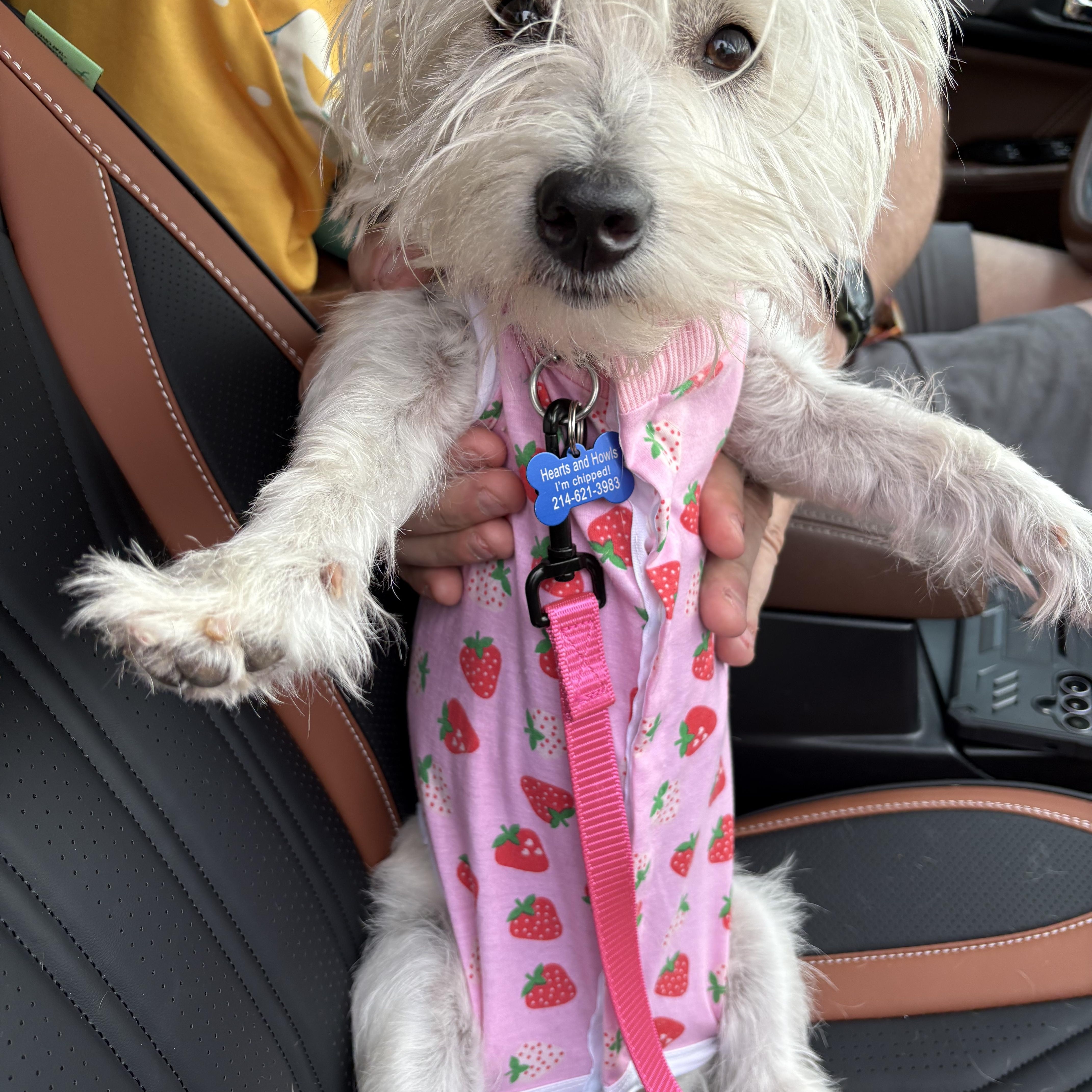 Mya, adopted, Adult Female West Highland White Terrier / Westie.