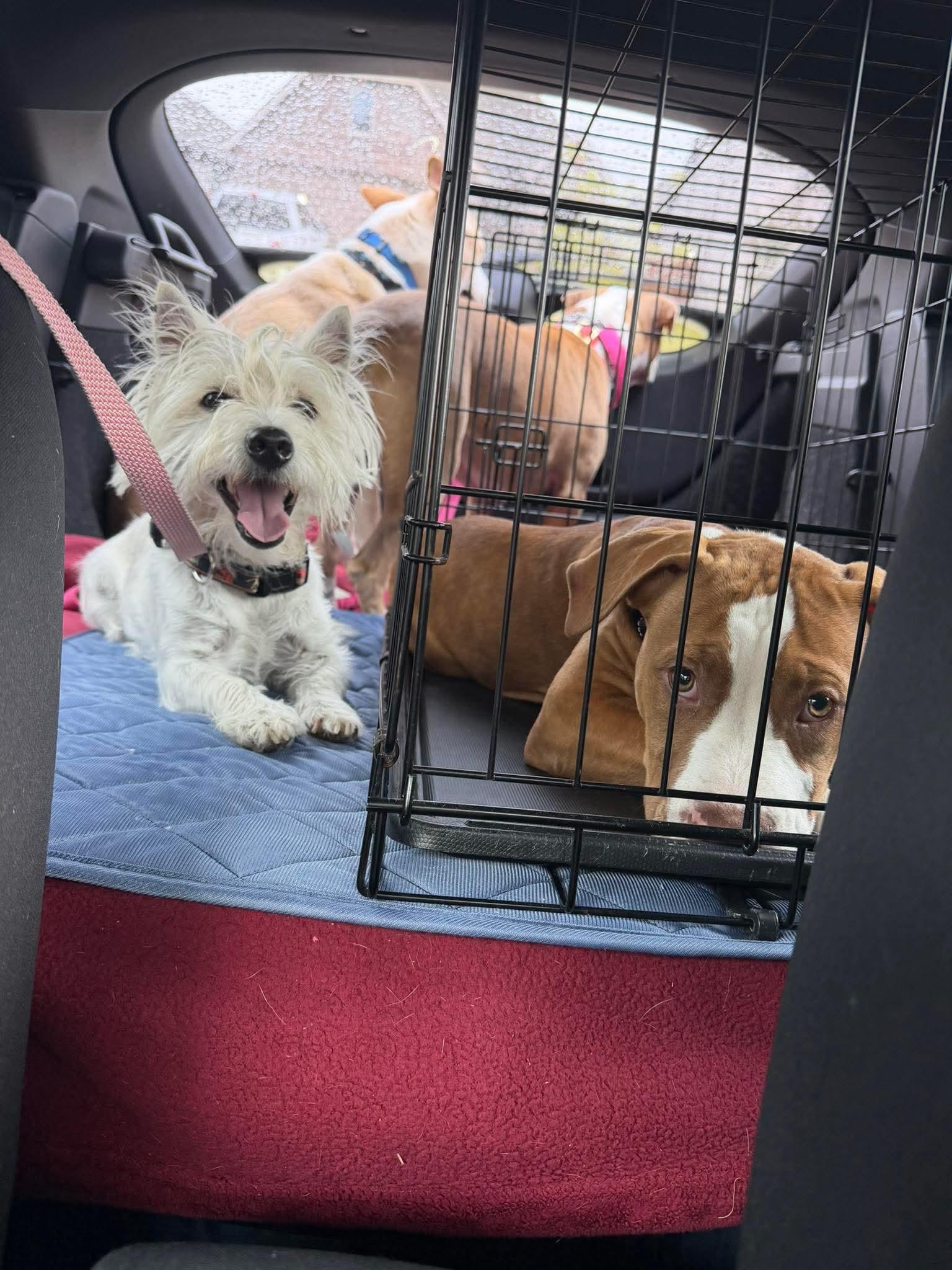 Enlarge Mya, an adopted West Highland White Terrier / Westie in Forney, TX image 2/3