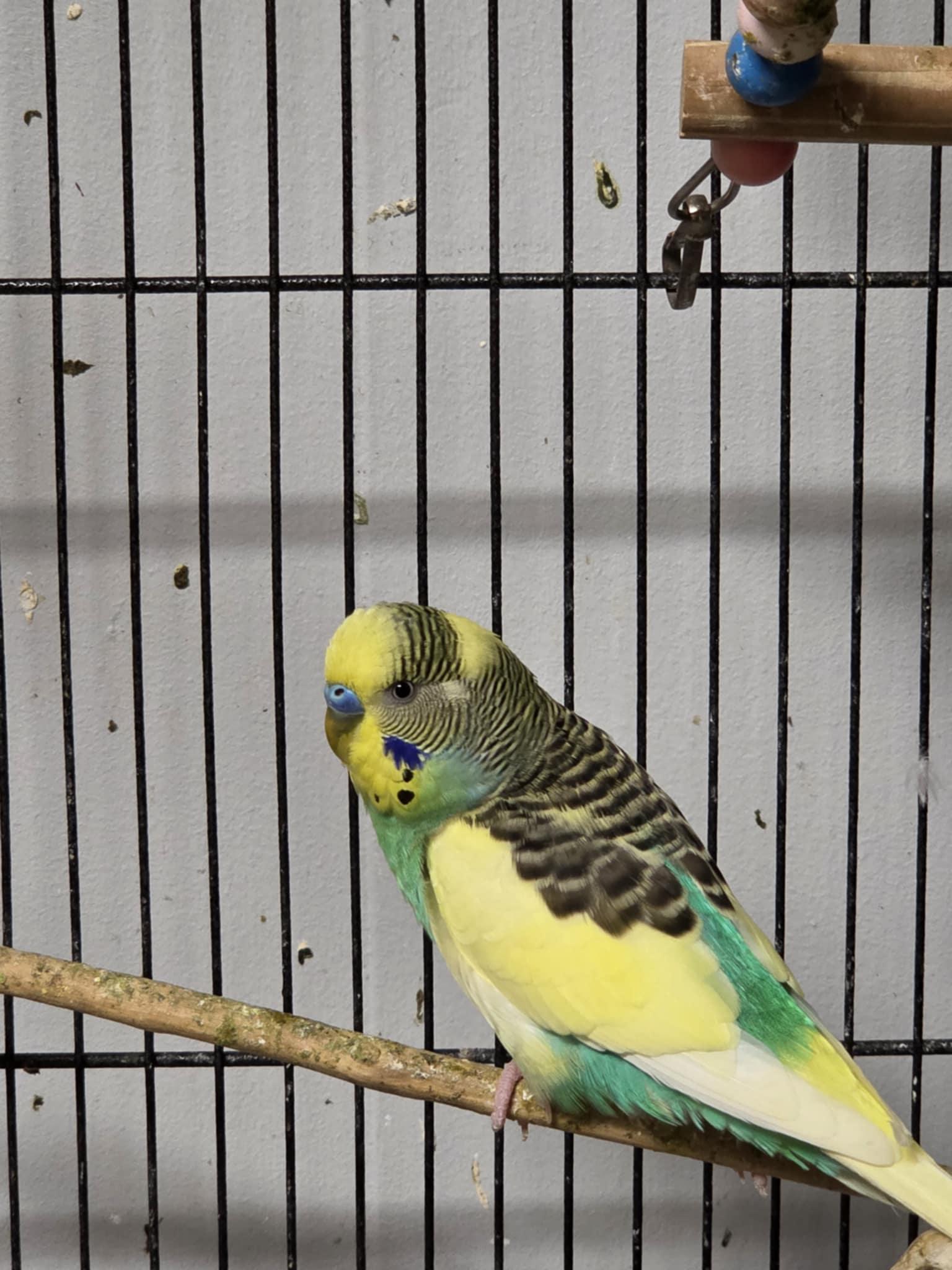 Popeye, Adult Male unknown