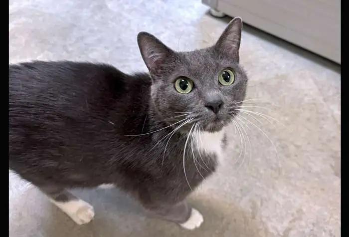 Bitsy, Adopted, Adult Female Domestic Short Hair.
