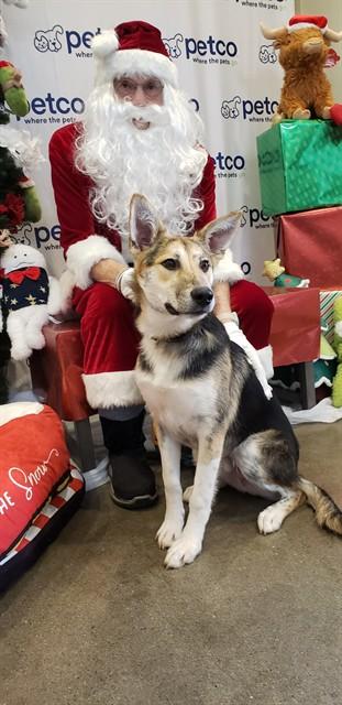 LATTE, Adoptable, Young Male German Shepherd Dog & Siberian Husky.