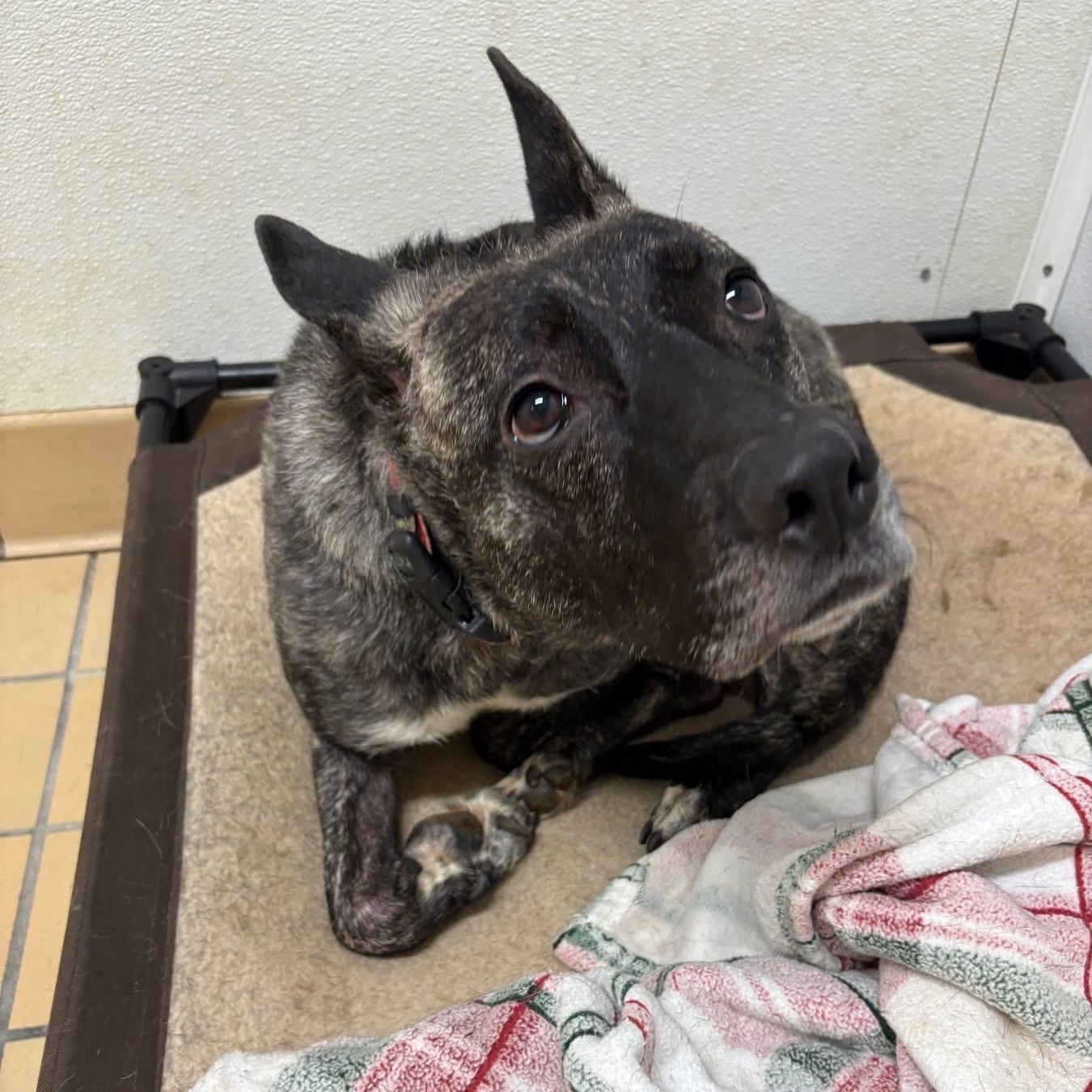 Enlarge Zeke, a ADOPTABLE mixed breed in Lumberton, NC image 4/6