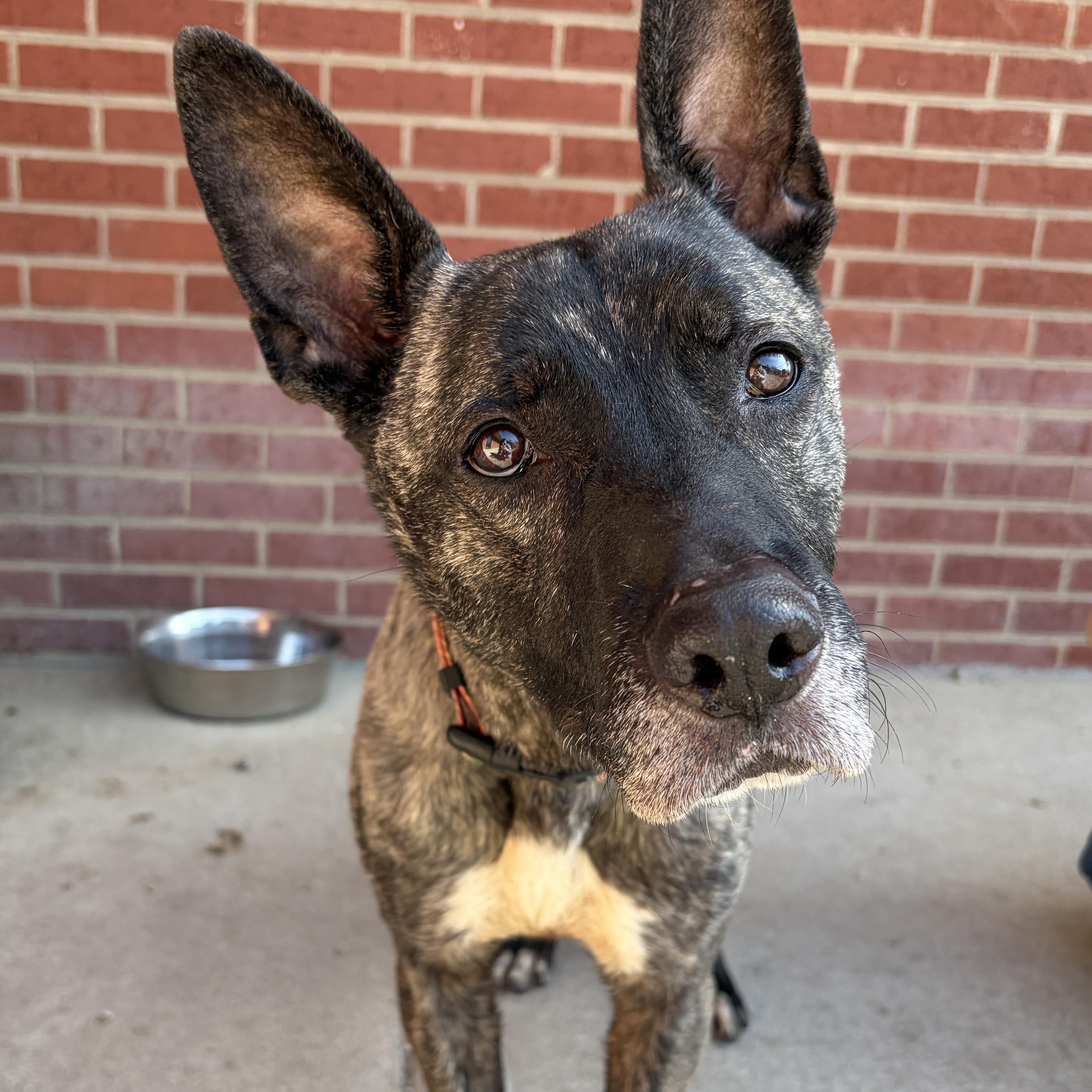 Enlarge Zeke, a ADOPTABLE mixed breed in Lumberton, NC image 1/6
