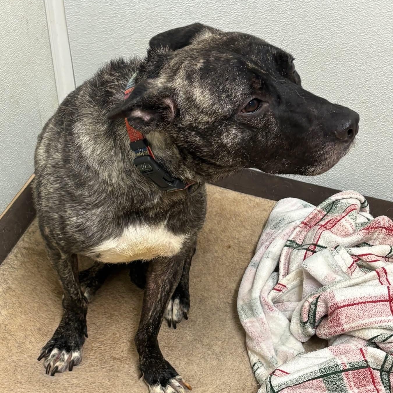 Enlarge Zeke, a ADOPTABLE mixed breed in Lumberton, NC image 2/6