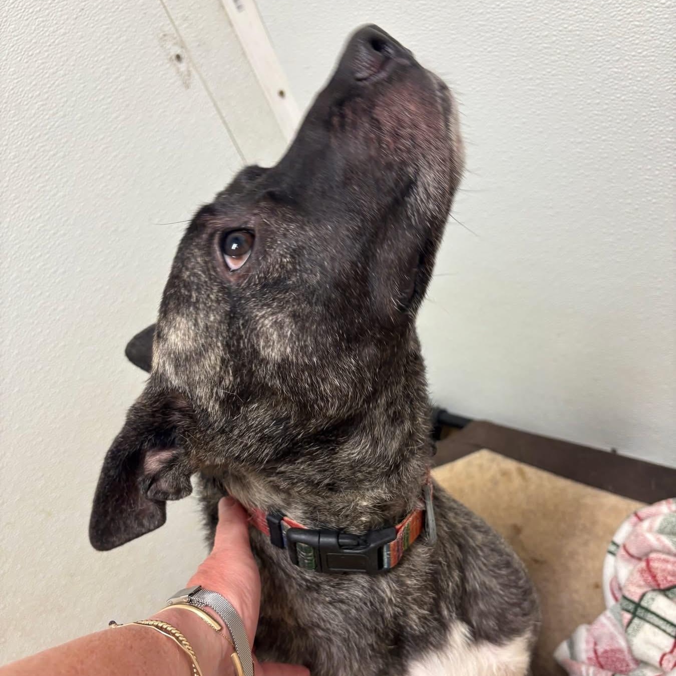 Enlarge Zeke, a ADOPTABLE mixed breed in Lumberton, NC image 6/6