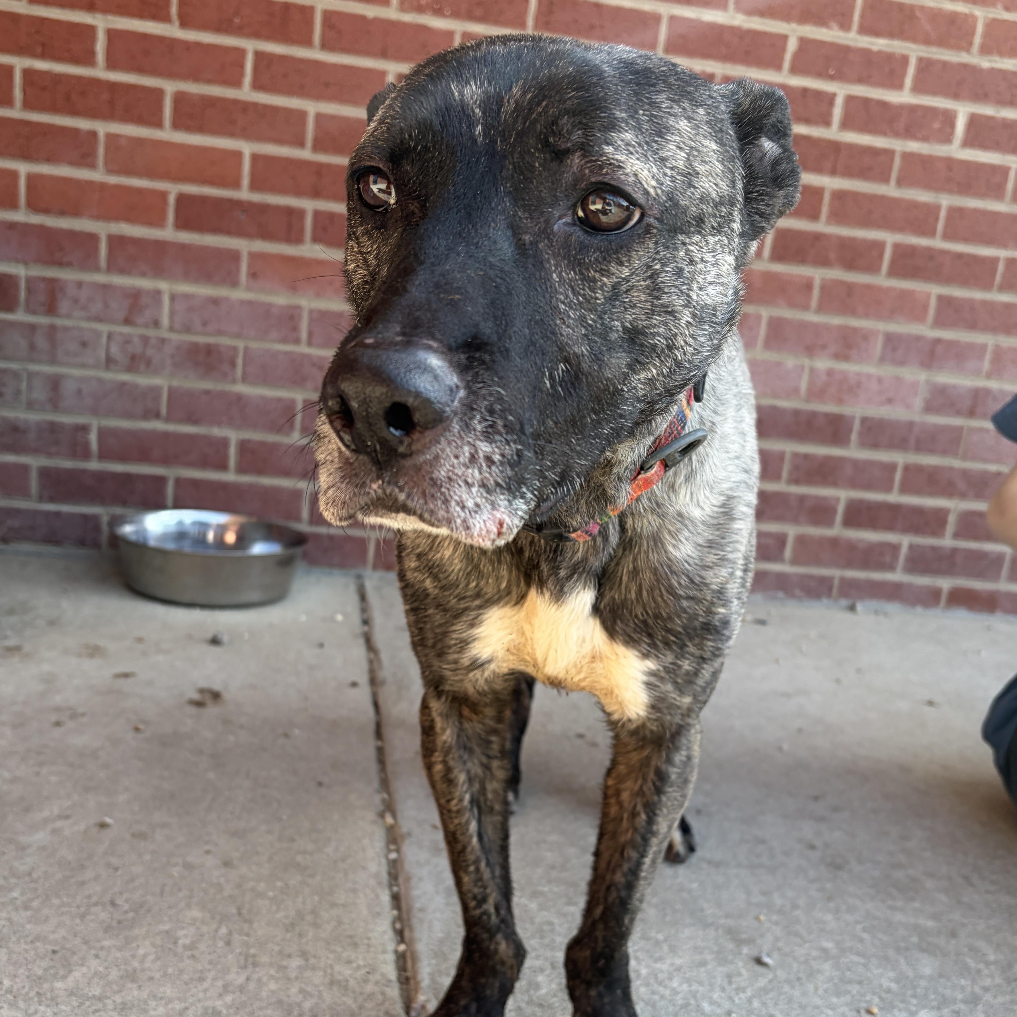 Enlarge Zeke, a ADOPTABLE mixed breed in Lumberton, NC image 3/6