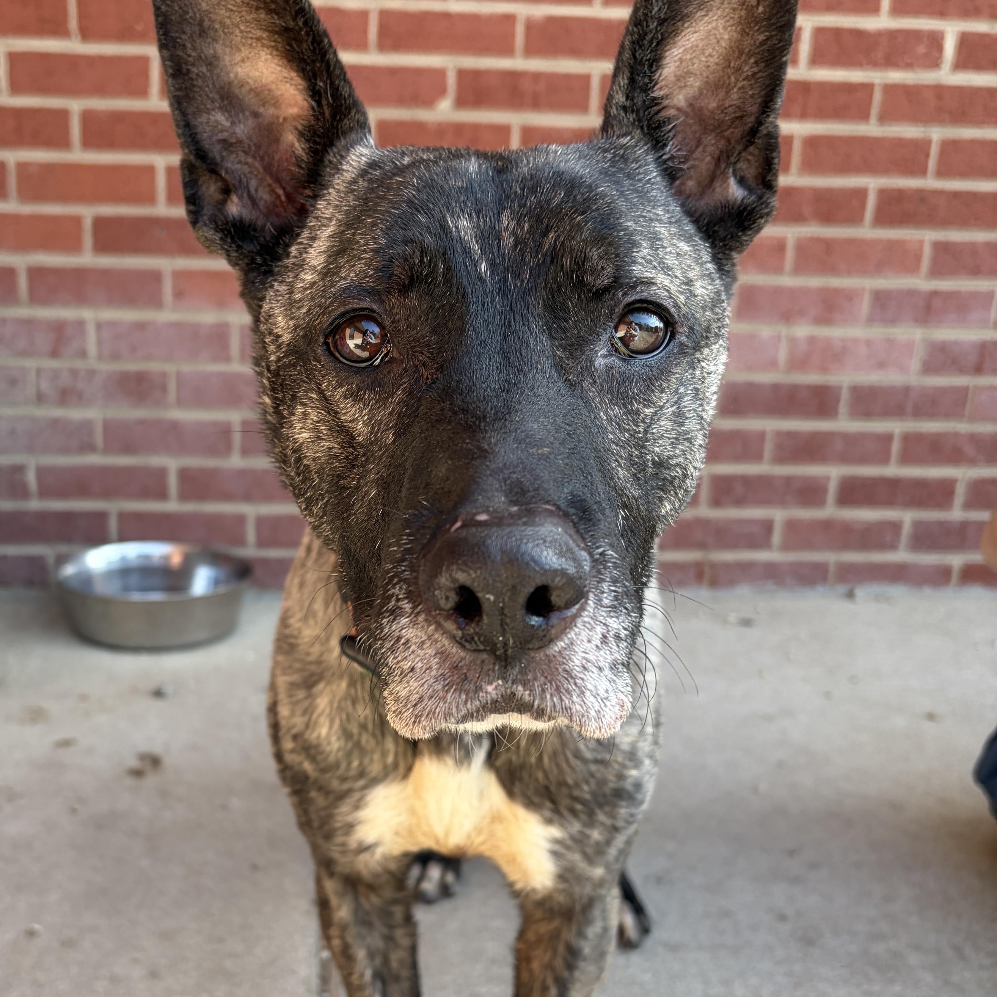 Enlarge Zeke, a ADOPTABLE mixed breed in Lumberton, NC image 5/6