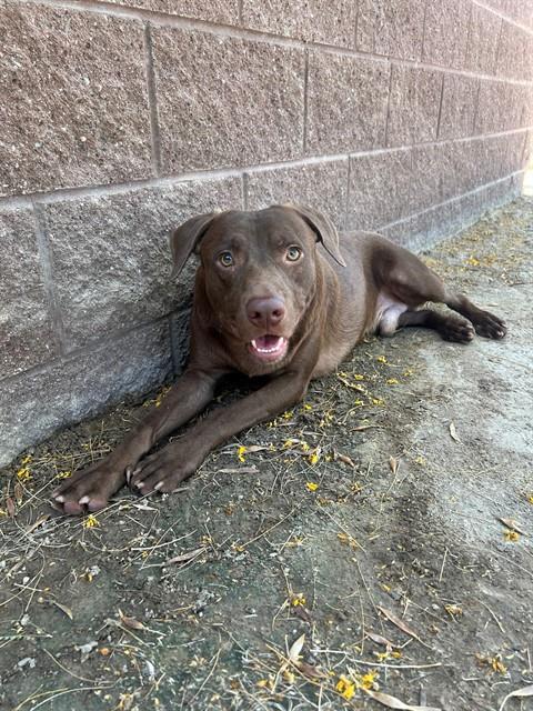 FLINT, Adoptable, Young Male Labrador Retriever & Mixed Breed.