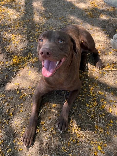 Enlarge FLINT, a Adoptable mixed breed in Blythe, CA image 1/1