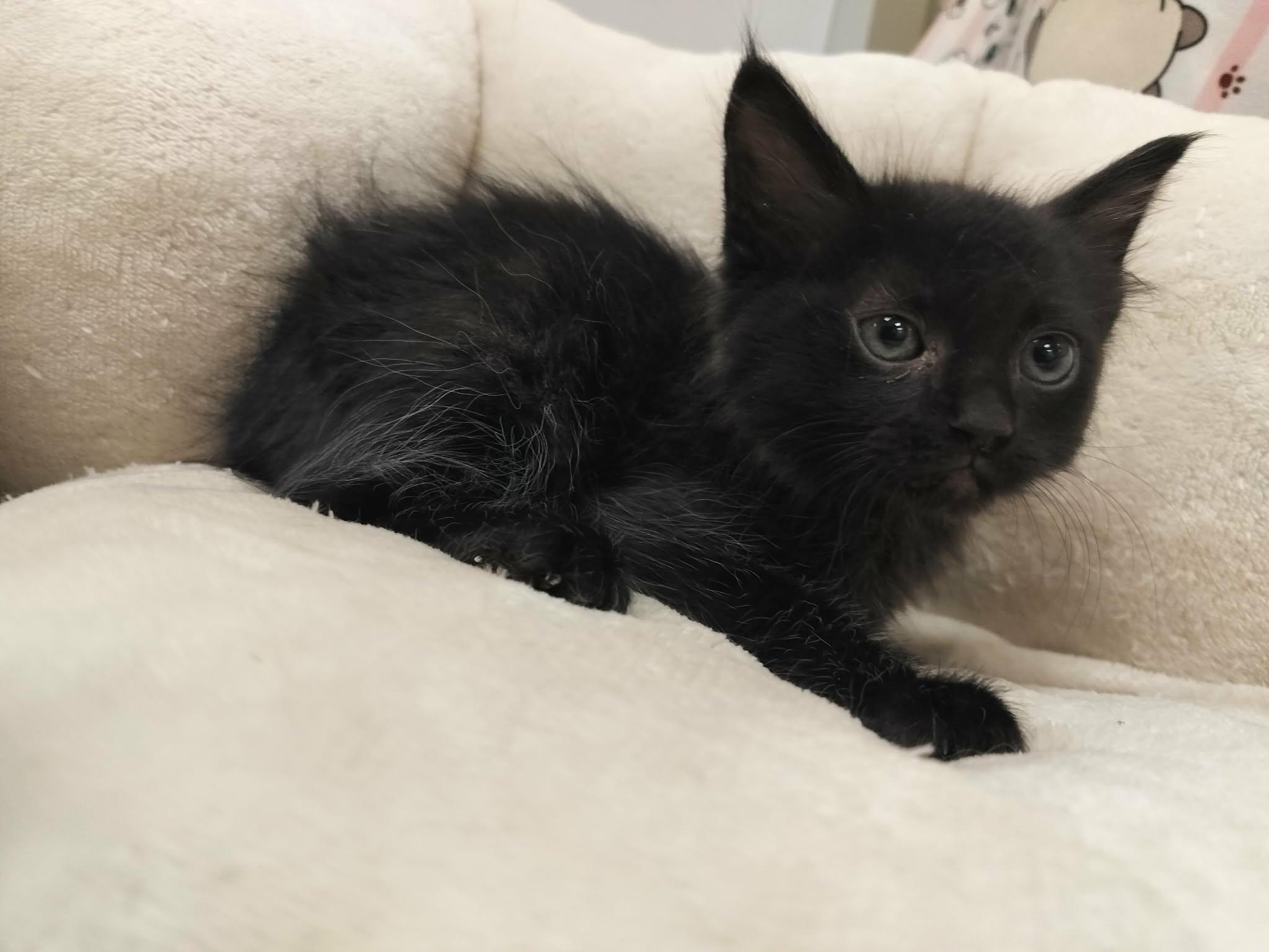 Enlarge Dexter, a Adoptable Domestic Medium Hair in Parlier, CA image 1/2