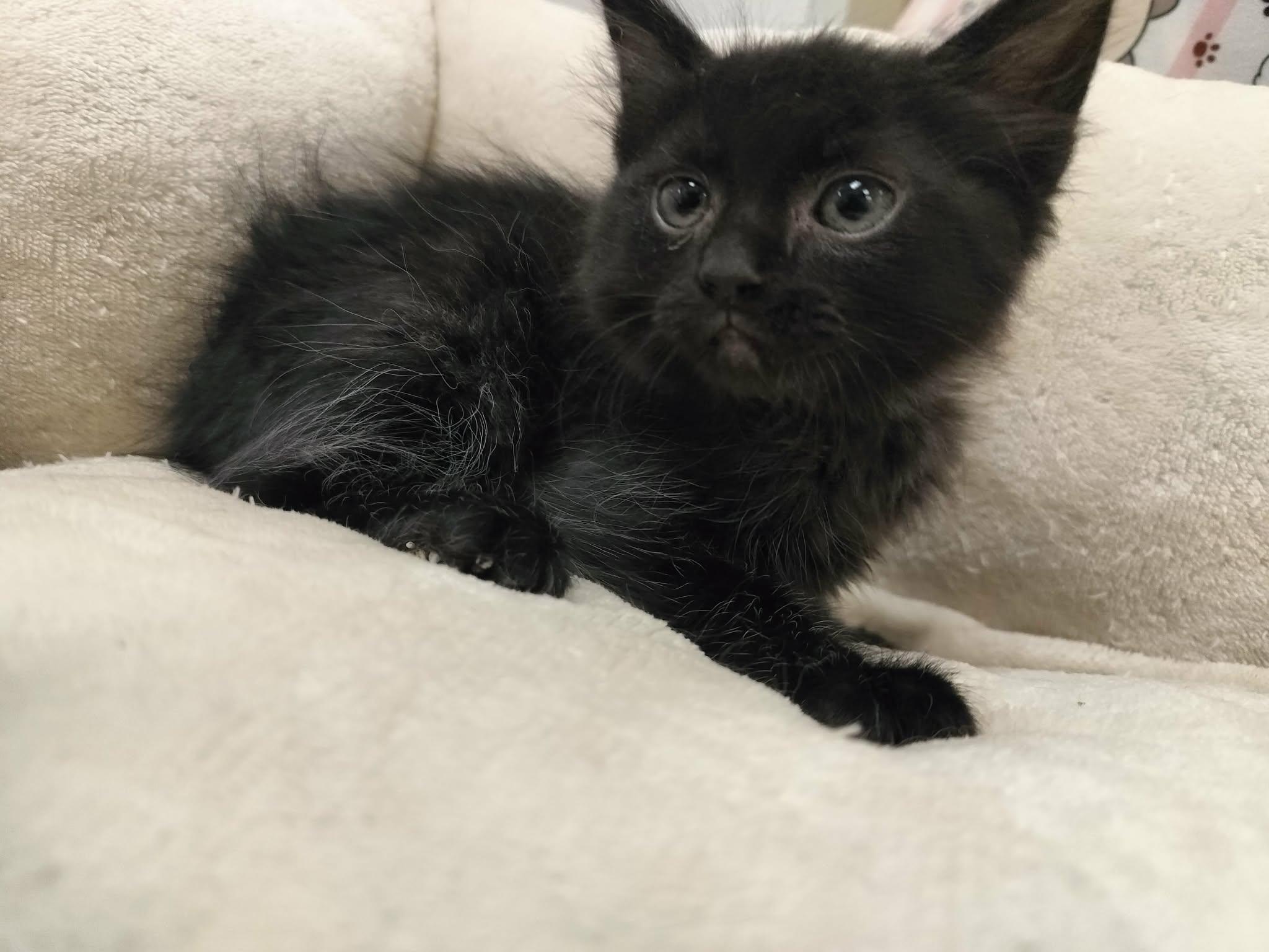 Enlarge Dexter, a Adoptable Domestic Medium Hair in Parlier, CA image 2/2