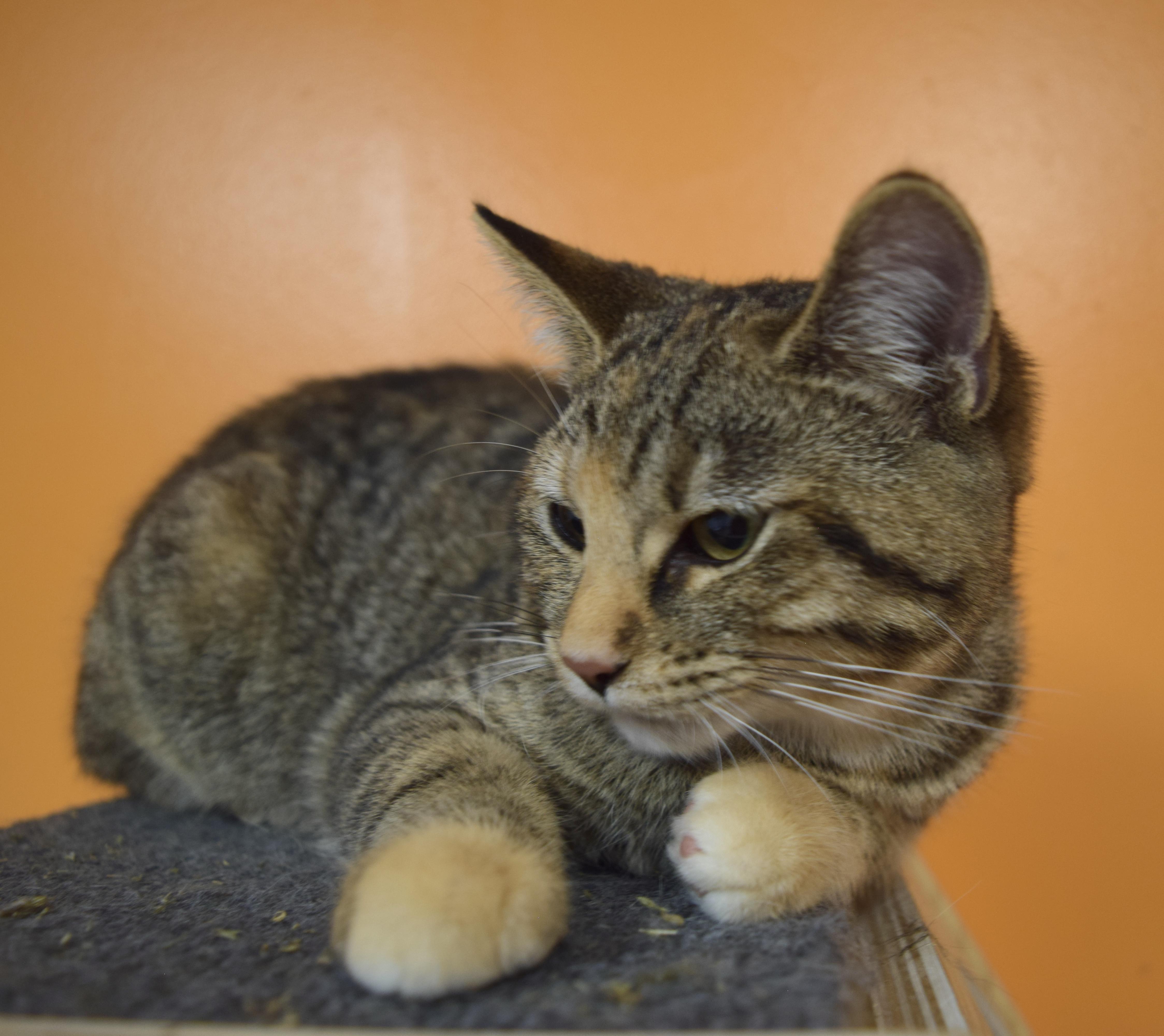 Enlarge Catra, a Adoptable Domestic Short Hair in Muncie, IN image 3/3