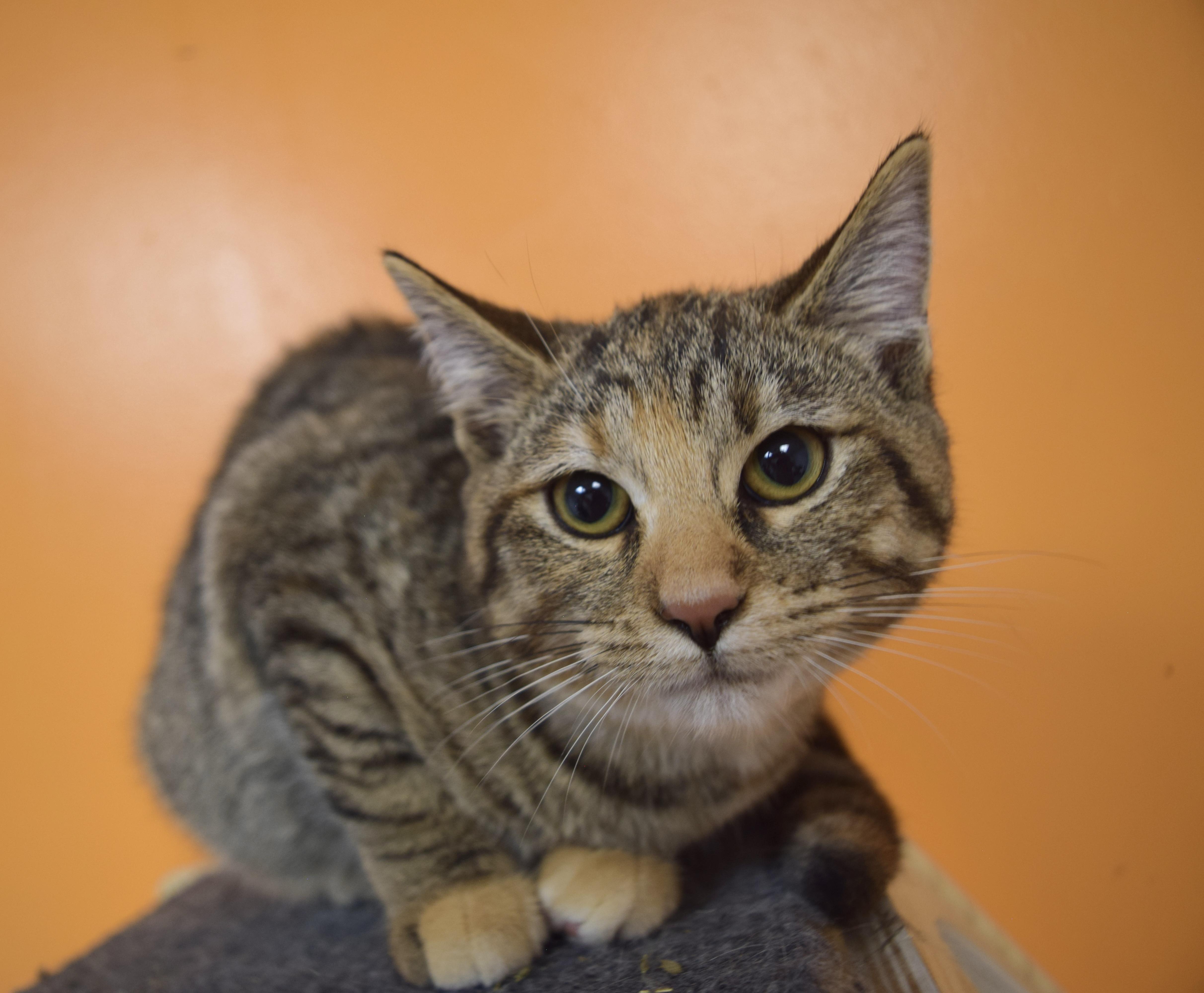 Enlarge Catra, a Adoptable Domestic Short Hair in Muncie, IN image 2/3