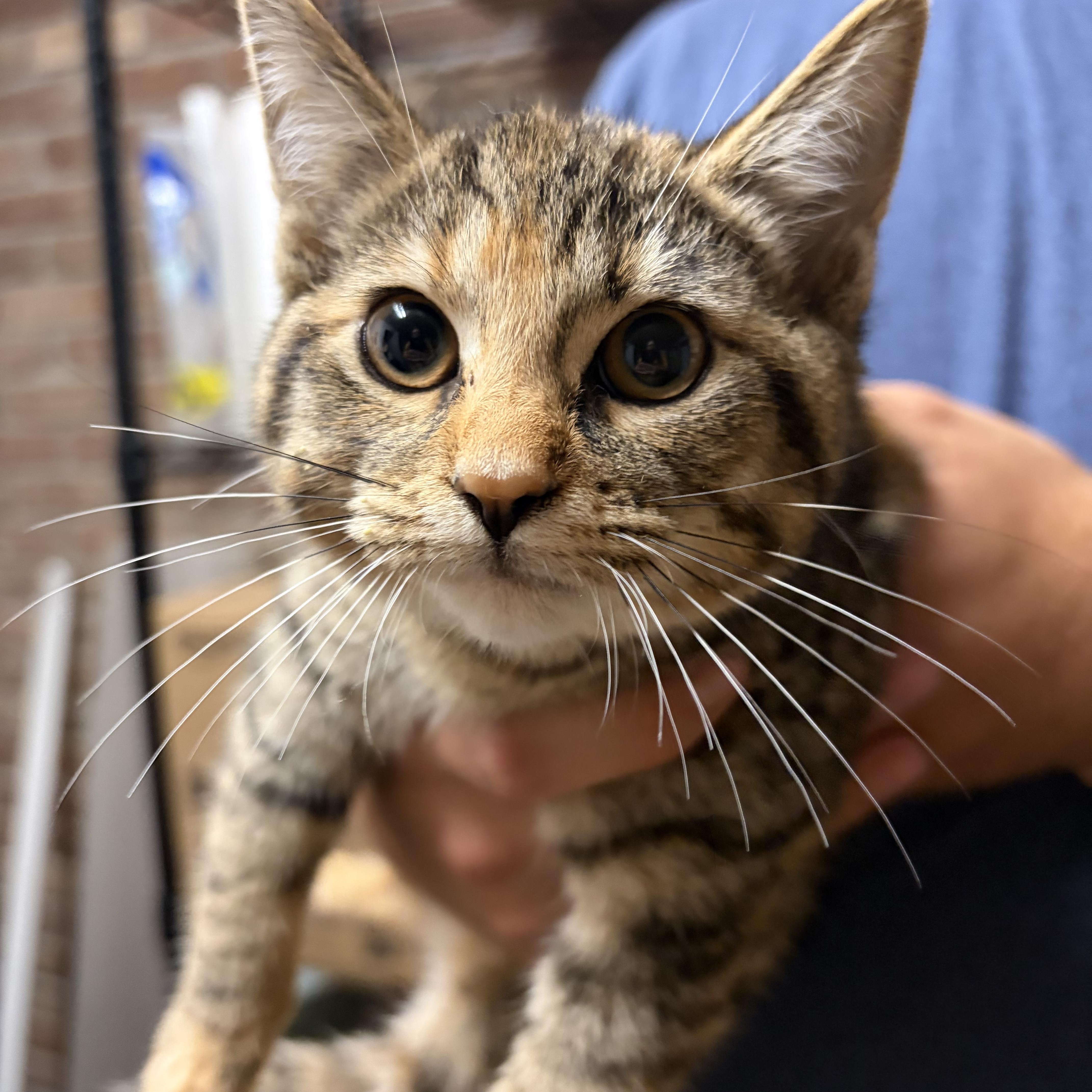 Enlarge Catra, a Adoptable Domestic Short Hair in Muncie, IN image 1/3