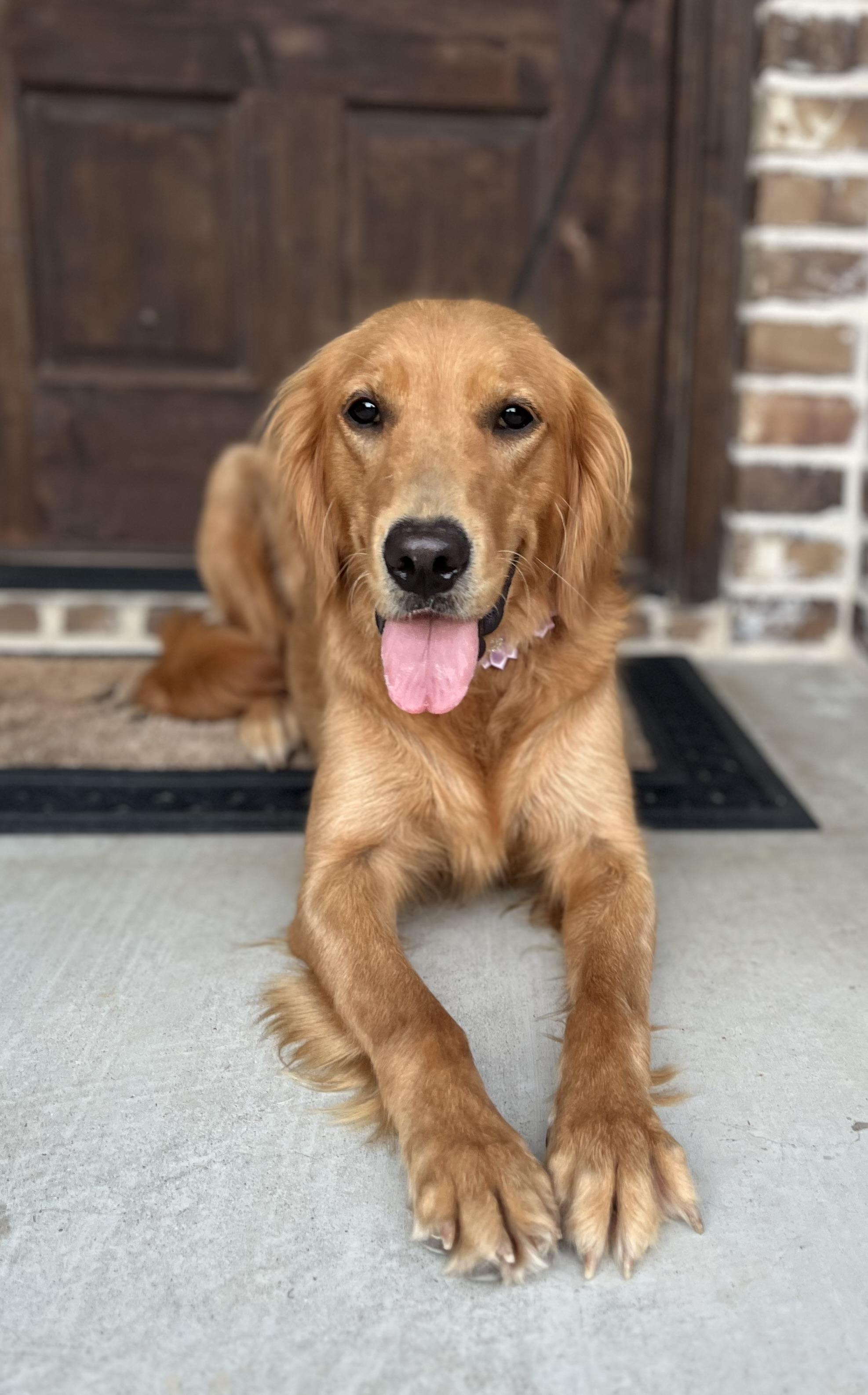Cassie, Adult Female unknown
