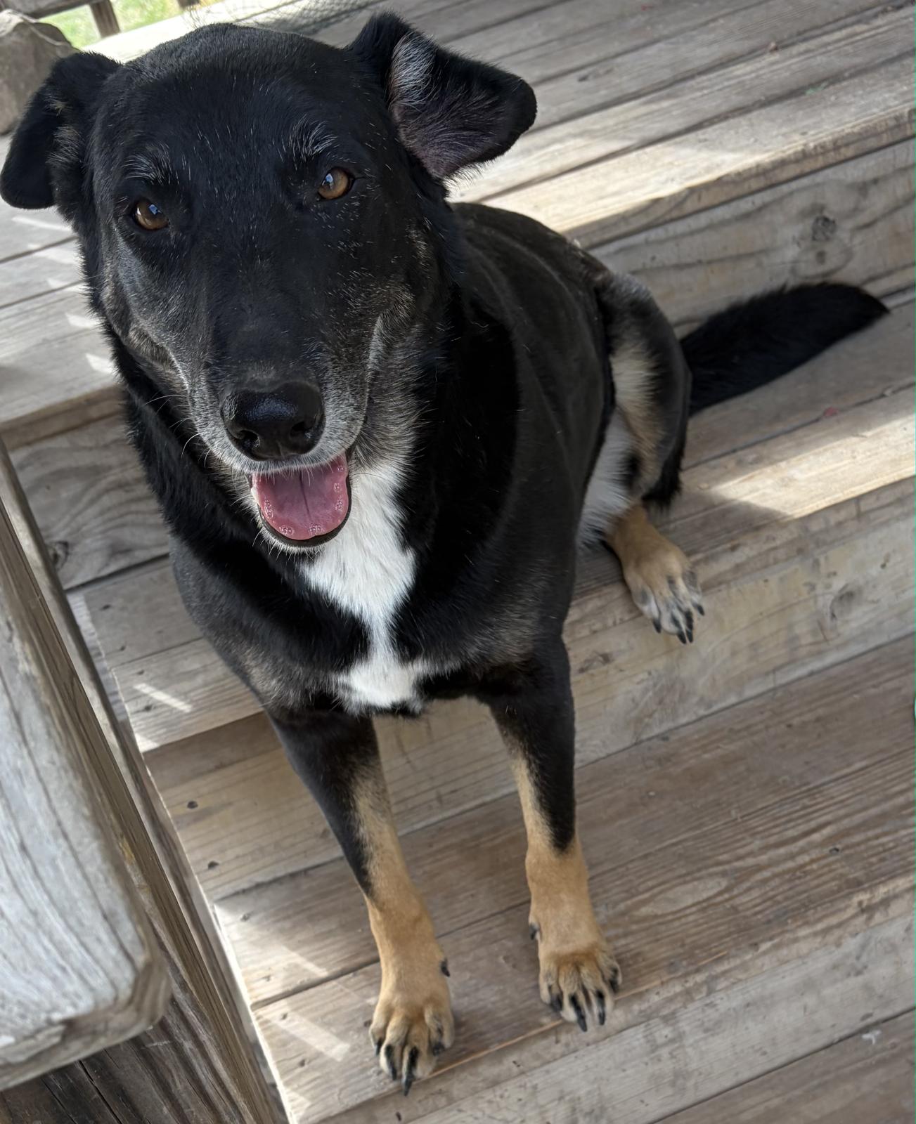 Martha Frederick, a Adoptable mixed breed in Frederick, MD image 1/5