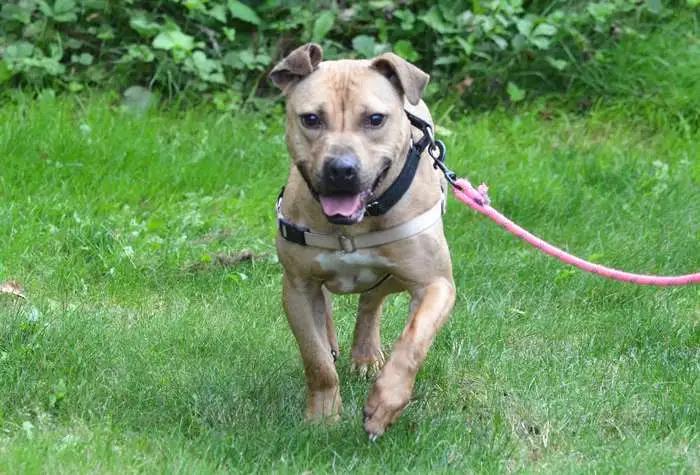 Enlarge Zuma, a Adoptable mixed breed in Coupeville, WA image 1/4